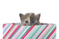 Diluted tortie kitten peeking out of present box Royalty Free Stock Photo