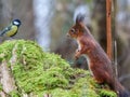 Adorable grey squirrel and a bird perched atop a wooden stump in a lush natural landscape Royalty Free Stock Photo