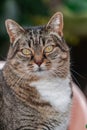 Adorable grey striped female cat Royalty Free Stock Photo