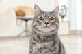 Adorable grey tabby cat Royalty Free Stock Photo