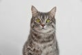 Adorable grey tabby cat Royalty Free Stock Photo