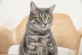 Adorable grey tabby cat on chair