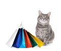 Adorable grey tabby cat and colorful paper shopping bags on white background Royalty Free Stock Photo