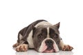 Adorable grey and white american bully rests Royalty Free Stock Photo