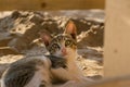 An adorable grey and white colored domestic cat lying in the sand at a beach and staring at the camera