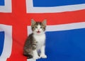 Polydactyl kitten sitting on British flag, mouth open