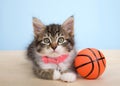 Fluffy tabby kitten wearing pink collar with basketball