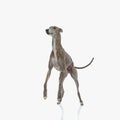 adorable greyhound dog standing on back legs and looking away Royalty Free Stock Photo