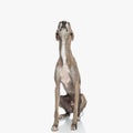 adorable greyhound puppy with long legs looking up in an eager way Royalty Free Stock Photo