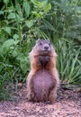 Groundhog standing and looking cute