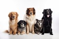 An adorable group of adorable purebred dogs of various breeds in front of a white background Royalty Free Stock Photo