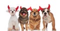 Adorable group of dogs wearing devil`s costume