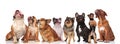 Adorable group of eight curious dogs looking up Royalty Free Stock Photo