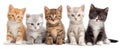 The adorable group of five playful kittens sitting together on a white background. AI generated image Royalty Free Stock Photo