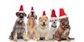 Adorable group of five santa dogs of different breeds Royalty Free Stock Photo