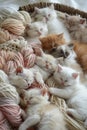 Adorable Group of Fluffy Kittens Sleeping Peacefully in Basket with Soft Yarn Wool Royalty Free Stock Photo