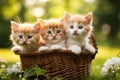 Adorable group of kittens enjoying the warm weather while sitting in a basket surrounded by grass, Three kittens in a basket with Royalty Free Stock Photo