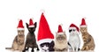 Adorable group of six santa cats sitting and standing