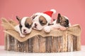 adorable group of three french bulldog puppies sleeping