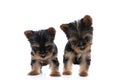 Adorable group of yorkshire terrier looking down