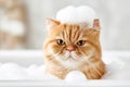 Adorable grumpy ginger cat sitting in a tub filled with bubble bath. Royalty Free Stock Photo