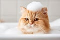Adorable grumpy ginger cat sitting in a tub filled with bubble bath with foam on his head. Royalty Free Stock Photo