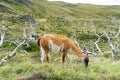 Adorable guanaco wild nature animal with green yellow grass, south Patagonia, Chile and Argentina, most iconic beautiful tourism
