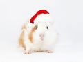 Adorable guinea pig in Santa`s red hat isolated on white background Royalty Free Stock Photo