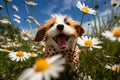 Adorable Guinea Pig with Vibrant Bow in Lush Green Field