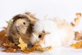 Adorable guinea pigs isolated on white background Royalty Free Stock Photo