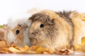 Adorable guinea pigs isolated on white background Royalty Free Stock Photo