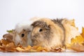 Adorable guinea pigs isolated on white background Royalty Free Stock Photo