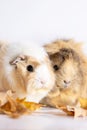 Adorable guinea pigs isolated on white background Royalty Free Stock Photo