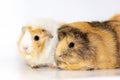 Adorable guinea pigs isolated on white background Royalty Free Stock Photo