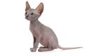 Adorable hairless Canadian Sphinx kitty