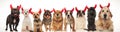 Adorable haloween dogs wearing red devil horns