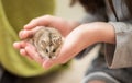 Hamster Cuteness in a child`s hands