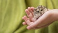 Hamster Cuteness in a childs hands