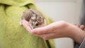 Hamster Cuteness in a child`s hands
