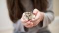 Hamster Cuteness in a child`s hands