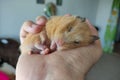 Adorable hamster sleeping in the hand Royalty Free Stock Photo