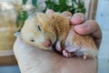 Adorable hamster sleeping in the hand Royalty Free Stock Photo