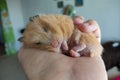 Adorable hamster sleeping in the hand Royalty Free Stock Photo