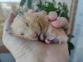 Adorable hamster sleeping in the hand Royalty Free Stock Photo
