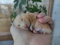 Adorable hamster sleeping in the hand Royalty Free Stock Photo