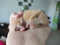 Adorable hamster sleeping in the hand Royalty Free Stock Photo