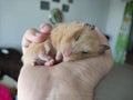 Adorable hamster sleeping in the hand Royalty Free Stock Photo