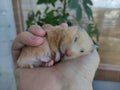 Adorable hamster sleeping in the hand Royalty Free Stock Photo