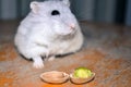 An adorable hamster sniffing around, looking for a pistacchio nut, sitting on a wooden chair Royalty Free Stock Photo