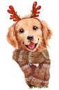 Adorable hand drawn watercolor illustration of beautiful Christmas golden retriever in reindeer mask and winter scarf dog portrait